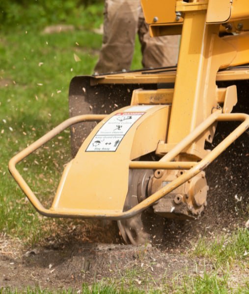 This is a photo of stump grinding being carried out in Gillingham. All works are being undertaken by Gillingham Tree Surgeons