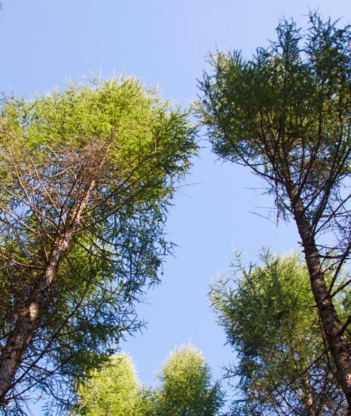 This is a photo of over grown trees needing crown reduction in Gillingham.