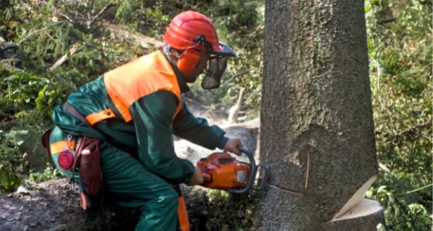 This is a photo of a tree being cut down in Gillingham. All works are being undertaken by Gillingham Tree Surgeons