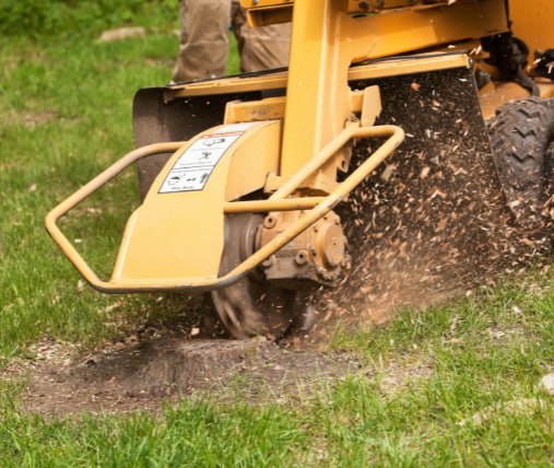 This is a photo of stump grinding being carried out in Gillingham. All works are being undertaken by Gillingham Tree Surgeons