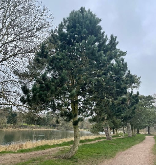 This is a photo of a Tree in Gillingham that has recently had crown reduction carried out. Works were undertaken by Gillingham Tree Surgeons